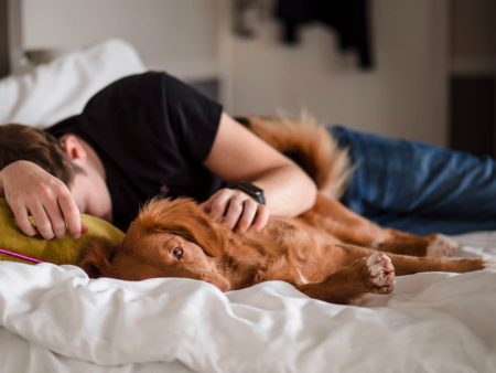 Sleeping in bed with the dog: important hygiene rules and advice on the choice of materials